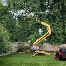 Best Tree Removal  in Inverness, FL