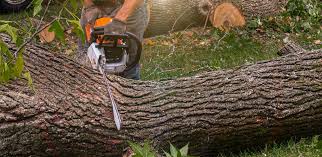 Best Firewood Processing and Delivery  in Inverness, FL