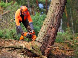 Best Storm Damage Tree Cleanup  in Inverness, FL