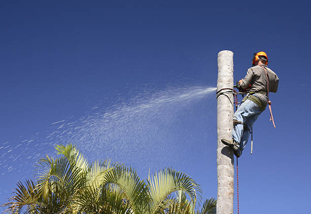 Best Root Management and Removal  in Inverness, FL