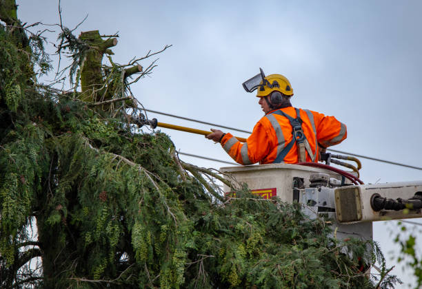 Best Tree Trimming and Pruning  in Inverness, FL