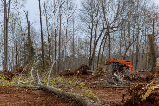 Best Tree and Shrub Care  in Inverness, FL