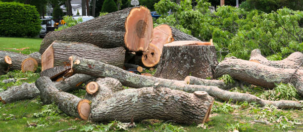 Best Tree Preservation Services  in Inverness, FL