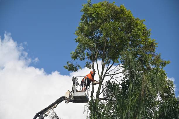 Best Lot and Land Clearing  in Inverness, FL