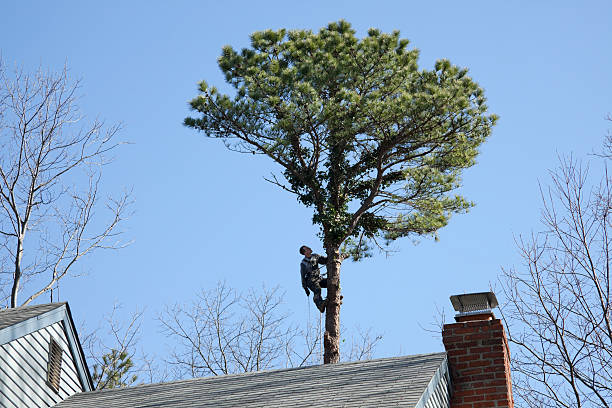 Best Palm Tree Trimming  in Inverness, FL