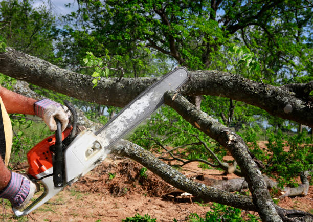 How Our Tree Care Process Works  in  Inverness, FL